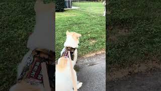 Hi friend What’s your name doglover husky puppy dogowner funny pets funnydogs dogshorts [upl. by Elleb343]