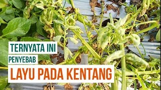 CARA MENGETAHUI PENYEBAB LAYU FUSARIUM PADA KENTANG [upl. by Smoot]