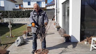 Apfelbaum im Topf richtig schneiden [upl. by Latimore]