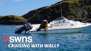 This funny video shows Wally the Walrus appearing to drive a boat  SWNS [upl. by Laucsap585]