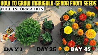 How To Grow Marigold From Seeds With Full Updates [upl. by Bobbee957]