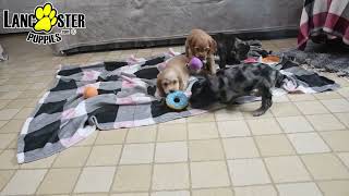 Playful Cocker Spaniel Puppies [upl. by Nnyllatsyrc]