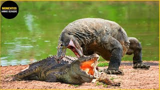 30 Momentos De Confusão De Crocodilo Com O Komodo Errado  Animais Selvagens [upl. by Olympium]