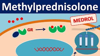 Methylprednisolone  Mechanism side effects precautions amp uses [upl. by Trina650]