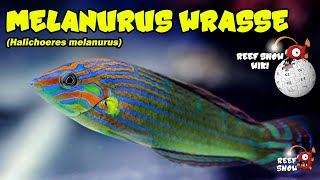 Reef Show Wiki Melanurus Wrasse [upl. by Imrots955]