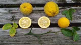 Trifoliate Orange or Hardy or Bitter Orange in Germany Poncirus trifoliata [upl. by Hameean]