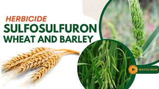 Sulfosulfuron Herbicide Guide Effective Weed Control for Wheat and Barley [upl. by Domonic]