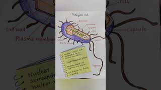 Prokaryotic Cell DiagramClass 9 Science  Fundamental Unit of life [upl. by Eugine639]