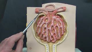 Kidney Structure and Function [upl. by Arvie83]