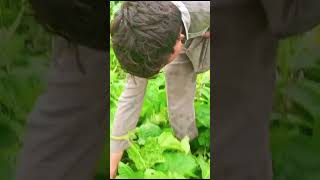 From Field to Kitchen Picking Fresh Ridge Gourd farming shorts vegetables [upl. by Lanna190]