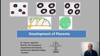 Development of Placenta [upl. by Yelsehc]