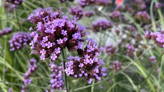 Verbena bonariensis purpletop vervain  FarmerGracycouk [upl. by Laefar]