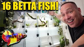 The ULTIMATE betta fish aquarium RACK The king of DIY how to build a betta fish barrack [upl. by Cully]