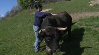 Rencontre avec Mathilde Dauphin fromagère et éleveuse qui bichonne sa vache avant les combats [upl. by Narcho]