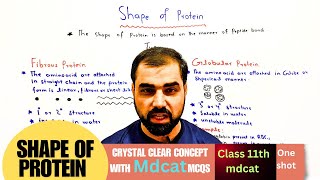 Shape of protein  difference between fibrous and Globular protein  class 11  in Urdu Hindi [upl. by Marriott]