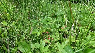 Rubus setosus the bristly blackberry [upl. by Alli]