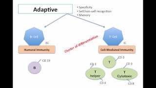 adaptive immunity [upl. by Krenn]