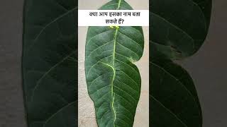 Aam ke ped par na dekhne wala Keeda  save Tree  SaveTree [upl. by Yesdnik]