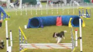 Cavalier King Charles Spaniel in DOG AGILITY [upl. by Royce]