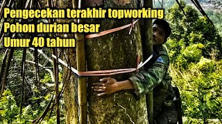 Hasil topworking pohon durian TERBESAR [upl. by Xirdnek278]