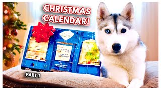 My Dog Opens RIDICULOUS Advent Calendar Skayas Advent Calendar Adventures  PART 1 [upl. by Bushore]