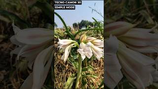 MOTOROLA EDGE 50 FUSION AND TECNO CAMON 30 📸 CAMERA TEST ytshortsindia [upl. by Poll]