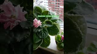 фиалки saintpaulia 23102024 саднабалконе растения plants цветы gardenbalkon сенполия [upl. by Llien429]