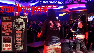 Smellcorpses  LIVE at Poc Bar Rock House  20240210 Chiangrai [upl. by Nitram]