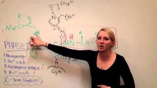 Chymotrypsin Mechanism [upl. by Henriha]