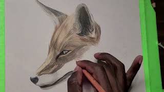 Drawing Silent Gaze A Fox Portrait in Colored Pencil Timelapse [upl. by Peednas]