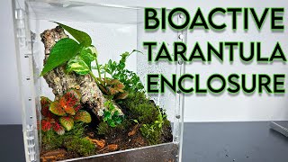 BIOACTIVE TERRARIUM BUILD for my TARANTULA  Caribena versicolor [upl. by Cave]