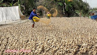 The duck  The process of raising laying ducks from hatching eggs to laying eggsAnimals Plants [upl. by Aronid]