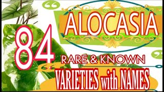 84 ALOCASIA VARIETIES with Names rareplants indoorplants [upl. by Tisdale]