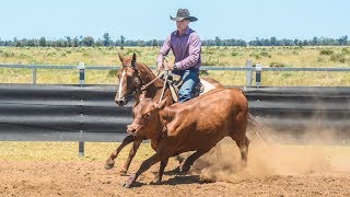 Why do cutting horses make better campdrafters [upl. by Lasala]