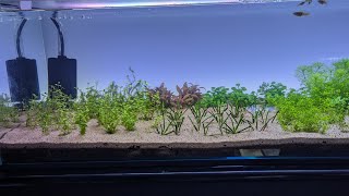 DIY Aquarium backlight dont waste money try this [upl. by Ilhsa66]