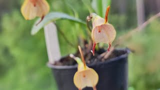 Masdevallia floribunda [upl. by Jamila]