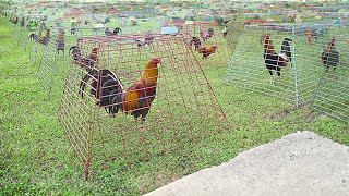 Inside Genius Farm Techniques To Breed Elite Roosters [upl. by Allak]