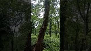 tea garden ke sath sath marijh ka bhi utpadan utlabari best tendingloveviralvideo viralshorts [upl. by Kcirderf]