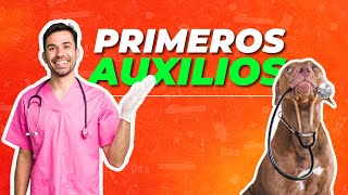 Primeros Auxilios para PERROS 🐕 🚑 ¡Conoce qué hacer en cada caso ✅ [upl. by Labanna]