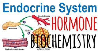 Hormone biochemistry [upl. by Aerdnod137]