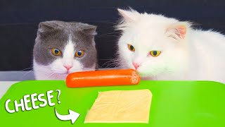 What Human Foods Do Cats Like [upl. by Inez]