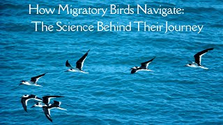 How Migratory Birds Navigate The Science Behind Their Journey [upl. by Ximenez]