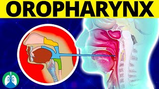 Oropharynx Medical Definition  Quick Explainer Video [upl. by Yonah]