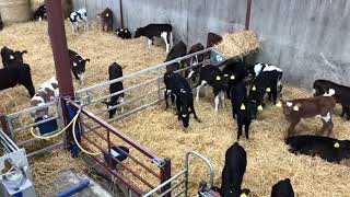 100 Spring born dairy Calves for sale [upl. by Faubert]