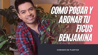 Como podar y abonar a tu ficus benjamina [upl. by Dwayne]