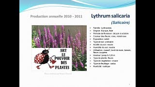 conseils jardinage Lythrum salicaria Salicaire fiche technique plante vivace [upl. by Nashoma]