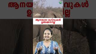 എന്തു കൊണ്ടാണ് ആനയുടെ മുറിവ് ഒരിക്കലും ഉണങ്ങാത്തത്  elephant wounds cant heal [upl. by Xymenes]