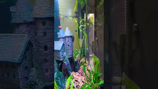 3 Plecos 1 Palace [upl. by Vedette]