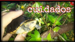 Tortugas kinosternon cuidados basicos y alimentación 🐢👍 [upl. by Engenia231]