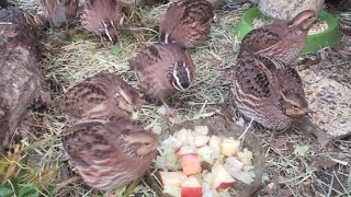 Bobwhite Quail 🐥🌾🐤 [upl. by Lalitta]